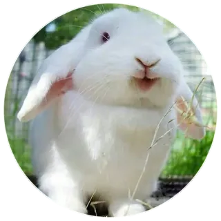 😄 rabbit, bunny, animal, pet, white, cute, furry, domestic telegram sticker