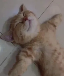 🎃 gato, dormindo, animal, fofo, animal de estimação, gato laranja whatsapp sticker