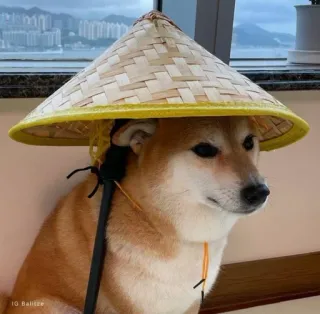 ❤️ IG Balltze dog, hat, shiba inu, animal, pet, cute telegram sticker