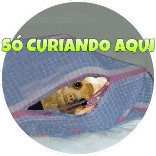 👀 SÓ CURIANDO AQUI! cão, animal, coberto, cobertor, curioso telegram sticker