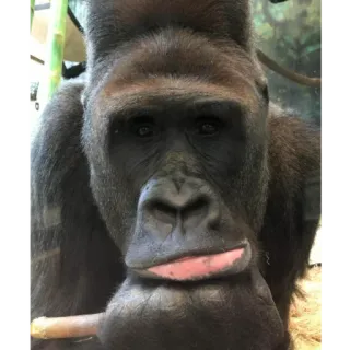 🤔 Harambe telegram sticker