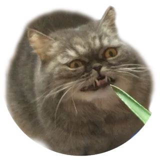 😈 kucing, hewan, peliharaan, lucu, meme telegram sticker