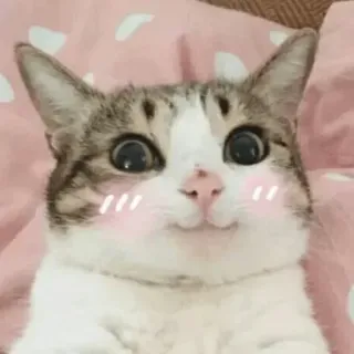 😊 cat, pet, animal, cute, kitten, domestic animal telegram sticker