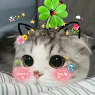 💖 gatto, carino, sticker, quadrifoglio, kawaii, filtrato telegram sticker