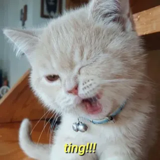 💛 ting!!! gato, gatinho, animal, fofo, animal de estimação, animal doméstico, miau, sino telegram sticker