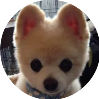 😌 dog, cute, pet, animal, puppy telegram sticker