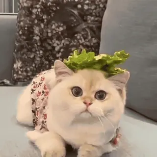 🐱 猫, 宠物, 动物, 可爱, 小猫, 家畜, 生菜 whatsapp sticker
