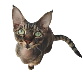 🐽 cat, animal, pet, kitten, cute, domestic cat telegram sticker