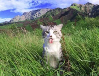 😛 кот, язык, горы, трава, пейзаж, животное, природа telegram sticker