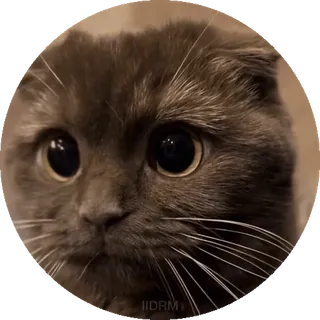 😐 gatto, carino, animale, animale domestico, occhi, adesivo telegram sticker