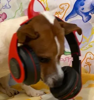 🎧 perro, auriculares, animal, mascota, lindo, música, escuchando telegram sticker