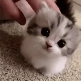 🥺 gatito, gato, lindo, animal, mascota, animal doméstico telegram sticker