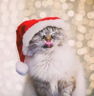 🤩 cat, christmas, santa hat, cute, animal, festive, holiday telegram sticker
