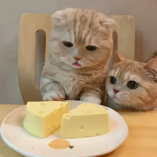 🧀 고양이, 고양이들, 치즈, 귀여운, 동물, 음식 telegram sticker