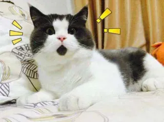😳 gatto, scioccato, animale, sorpresa whatsapp sticker
