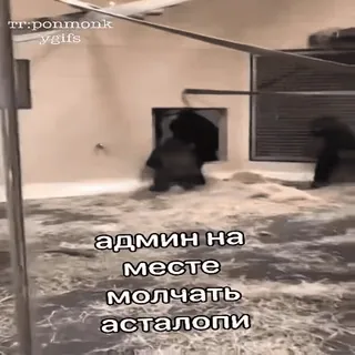 🍑 админ на месте
молчать
асталопи gorilla, animal, zoo, ape, funny, text, russian telegram sticker