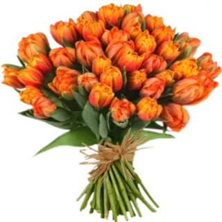 🌺 flowers, tulips, bouquet, floral, orange, nature, gift telegram sticker