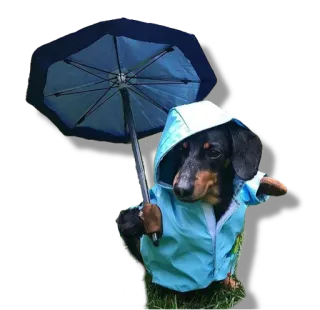☔️ dog, dachshund, raincoat, umbrella, rain whatsapp sticker