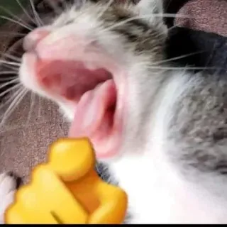 🌟 cat, emoji, fist, meme, yawn, animal telegram sticker