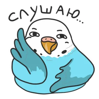 🙂 СЛУШАЮ 鹦鹉, 鸟, 听, 可爱, 鹦鹉 telegram sticker