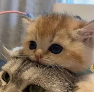 🥰 kucing, anak kucing, imut, binatang, kucing domestik, mamalia, hewan peliharaan telegram sticker