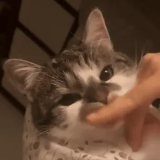 😀 cat, funny, pet, cute, kitten, animal, meow telegram sticker
