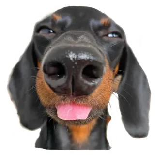 😛 dog, dachshund, funny, animal, pet, cute whatsapp sticker