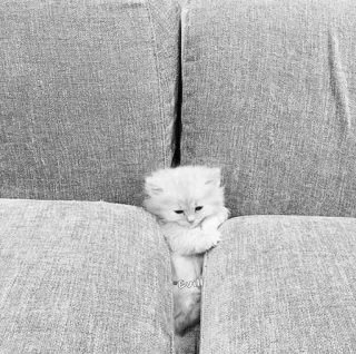 🖇 kitten, cat, animal, cute, pet, fluffy, couch, furniture telegram sticker