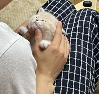 🫀 새끼 고양이, 고양이, 애완 동물, 동물, 귀여운, 무릎, 손, 집고양이 telegram sticker