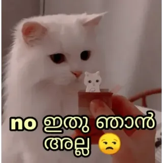 😅 no ഇതു ഞാന് അല്ല 😔 cat, sad, meme, animal telegram sticker