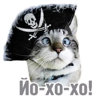 ⚓ Йо-хо-хо! gatto, pirata, teschio, cappello, animale, animale domestico, divertente telegram sticker