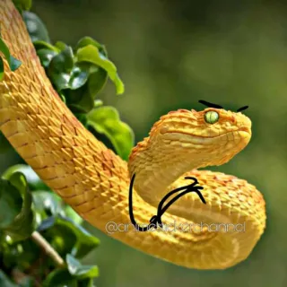 🙂 schlange, viper, tier, gelb, reptil whatsapp sticker