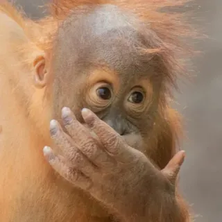 🤭 orangutan telegram sticker