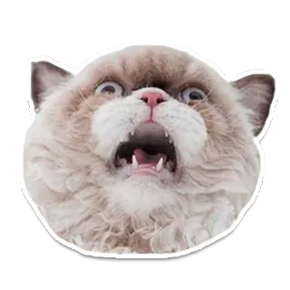 😧 고양이, 무서운, 밈, 동물, 웃긴, 놀란 telegram sticker