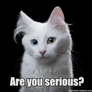 😐 Are you serious? gato, meme, gracioso, serio, animal, mascota, gato blanco telegram sticker