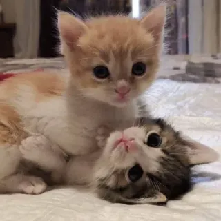 👩‍❤️‍💋‍👩 kittens, cats, cute, animals, pets telegram sticker