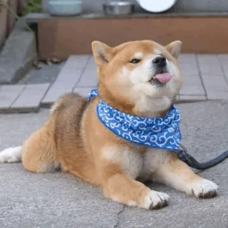 🐕 perro, shiba inu, animal, mascota, lindo, lengua, pañuelo whatsapp sticker
