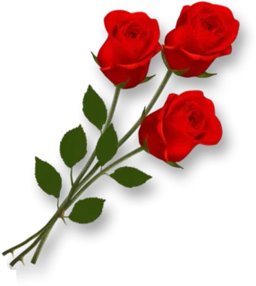 🌹 flower, rose, red, plant, bouquet whatsapp sticker