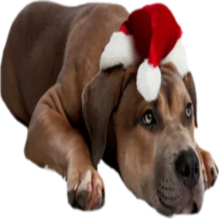 😐 Hund, Weihnachten, Weihnachtsmütze, süß, Welpe telegram sticker