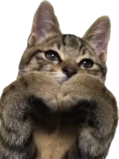 ❤️ cat, kitten, animal, cute, pet telegram sticker