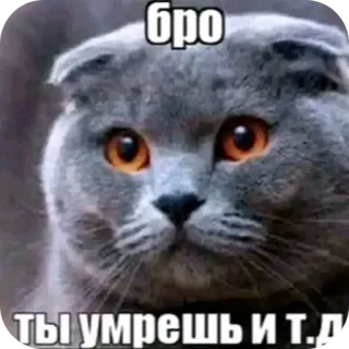 🖼 бро ты умрешь и т.д telegram sticker