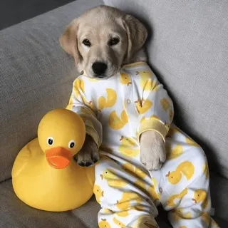 🥺 子犬, 犬, 黄色, アヒル, パジャマ, かわいい, 動物, おもちゃ whatsapp sticker