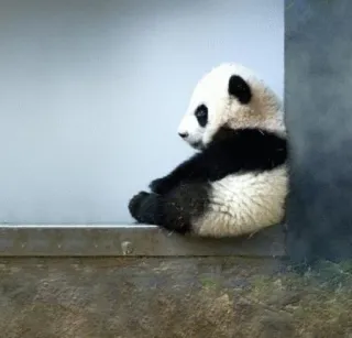 Funny panda😄 whatsapp stickers