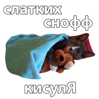 💤 сладких снофф кисуля cat, teddy bear, sleep, russian, cute, animal whatsapp sticker