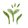 🌱