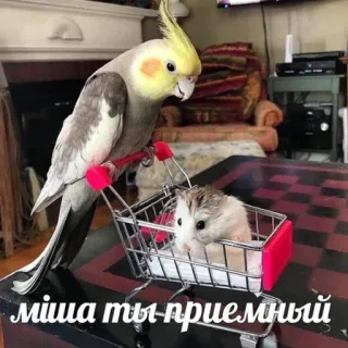 😬 Миша ты приемный vogel, hamster, winkelwagen, dieren, grappig telegram sticker