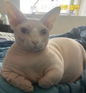 👑 gato, sphynx, sem pelo, animal de estimação, doméstico telegram sticker