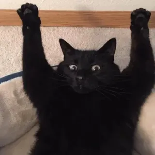 😶 猫, 黒猫, 動物, 面白い, 可愛い, 飼い猫, 哺乳類 telegram sticker