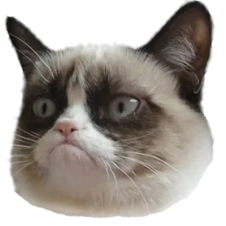 😒 Grumpy Cat gatto, scontroso, meme, animale, animale domestico, divertente whatsapp sticker