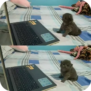 🤨 Katze, Laptop, Tier, Haustier, Kätzchen, Haustier telegram sticker